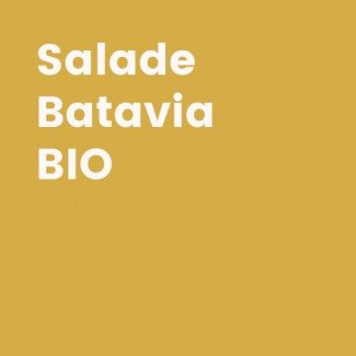 Salade BIO - Laitue batavia - 1 pièce