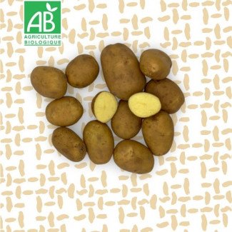 Pommes de terre BIO variété Agata