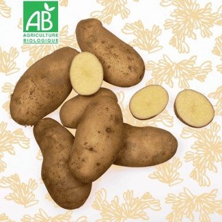 Pommes de terre BIO variété Agria spéciales frites