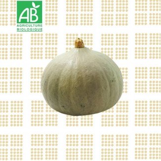 Courge blue ballet (petit calibre) - 1 pièce