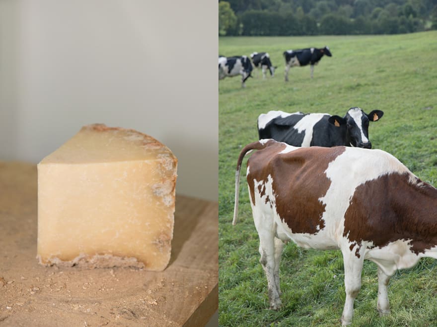 Fromage Salers Cantal GAEC Meyniel
