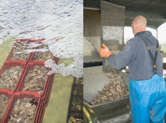 Tout savoir sur les huîtres