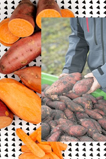Sucrée ou salée, la patate douce se cuisine à toutes les sauces