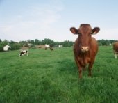 Quelles sont les différentes races bovines en France ? Quelles sont les différentes races bovines en France ?