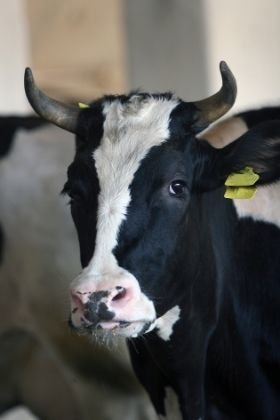 Quelles sont les différentes races bovines en France ?
